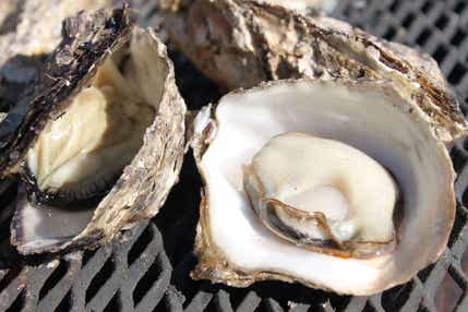 【奈良・三重エリア発】 鳥羽・浦村で食す 牡蠣食べ放題と二見興玉神社・夫婦岩 日帰り