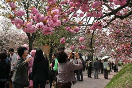 【出雲・松江・米子発】広島造幣局「花のまわりみち」八重桜見物とオリエンタルホテル広島スイーツビュフェ日帰り