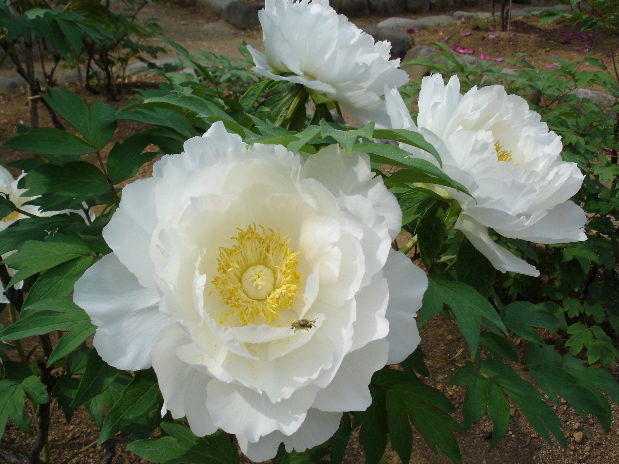 【山形県内発】 「大ゴッホ展　夜のカフェテラス」と国指定名勝「須賀川の牡丹園」（日帰り）3