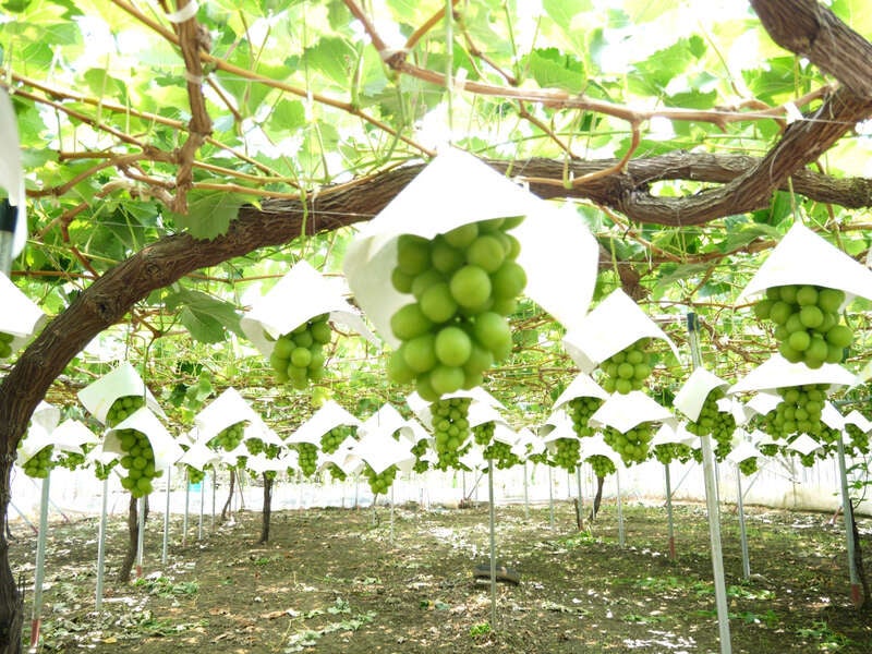 【県東・県北エリア発】 ハウス栽培高級シャインマスカット狩りと太平山あじさい坂 地元の新鮮野菜＆スイーツ！果実畑の隠れ家ビュッフェいちご一会　日帰り2