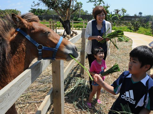 ■【観光施設入園券付】観光施設入場券付き！南国ムードあふれる熱帯果樹園＆自然の海や魚を観察できる海中公園☆ホテルが1泊ずつ選択可！宮古島ホテルチョイスプラン 3泊4日3