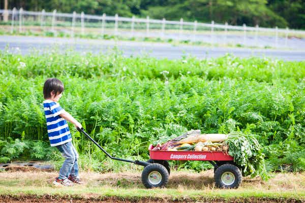 【千葉県内発】 贈答用“極あま巨峰”狩り食べ放題＆野菜収穫体験inCHIBA！末廣農場de幻のブランド豚「ダイヤモンドポーク」ランチ　日帰り1