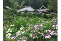 １名参加ＯＫ！トイレ付きバスで行く【名古屋駅発】＊１泊４食付＊季節を満喫　２５名限定ツアー『さくらんぼ狩りとホタル観賞　下部温泉』3