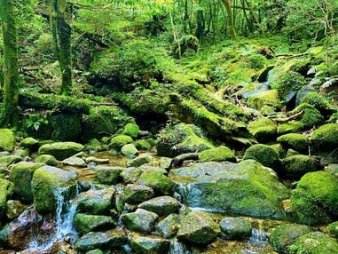 ■≪白谷雲水峡フォトトレッキングツアー付き！≫カメラガチ勢必見！屋久島の光と絶景を知り尽くしたカメラマンが絶妙なスポットをご紹介☆往復航空機利用！屋久島　3泊4日