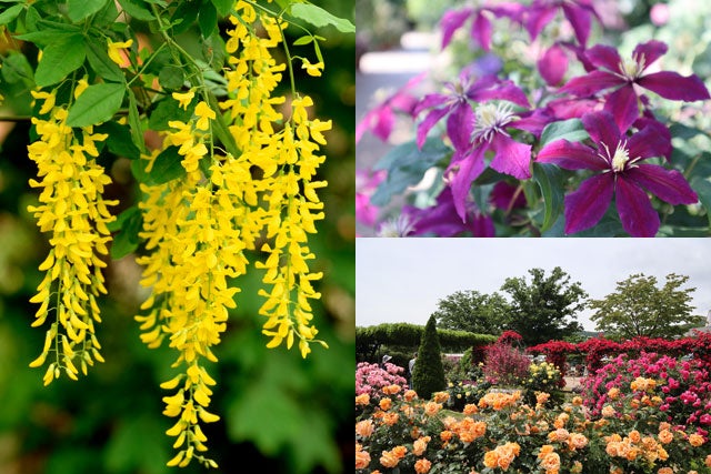 【東京発】専門ガイドと巡る世界遺産・日光東照宮と藤が見頃の「ふじのはな物語」開催のあしかがフラワーパークを巡る日帰りツアー3