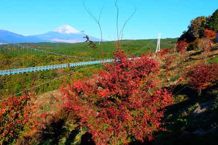 【群馬県内発】 秋の富士を望む絶景☆吊り橋『三島スカイウォーク』 いざ漁師飯!沼津港グルメ食べ歩き