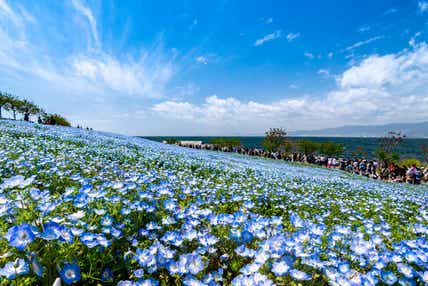 【阪神エリア発】 花の祭典！スプリングミステリーツアー　日帰り
