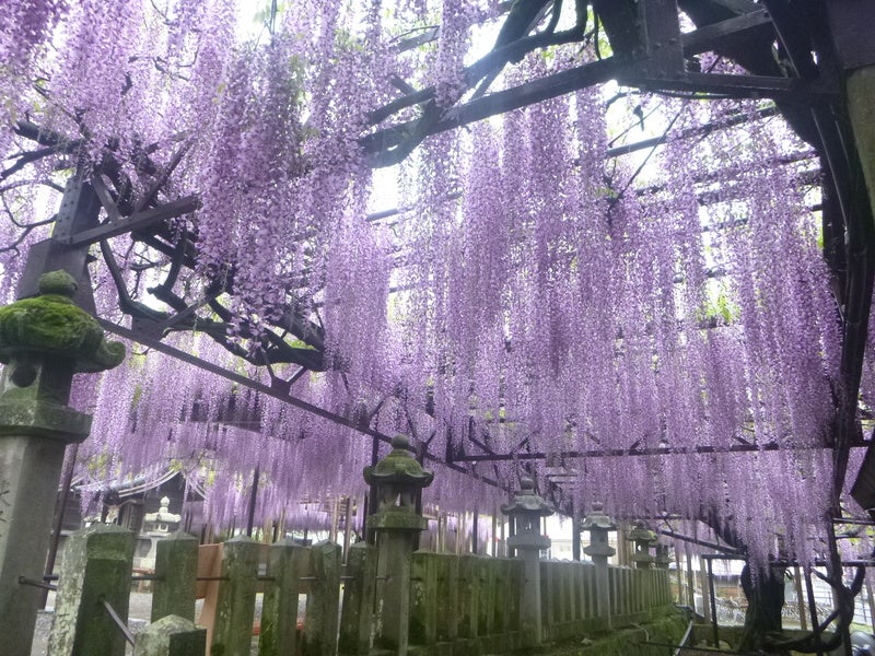【大分・かんたん・北浜・別府発】 柳川名物！うなぎのミニせいろ蒸しを味わう！牡丹＆藤の花ふくおか旬の花めぐり　日帰り2