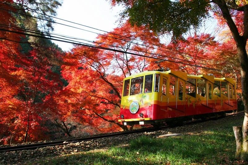 【函館空港発】 秋色の高尾山・秩父長瀞・小江戸川越散策と 紅葉名所寳登山神社参拝 3日間2