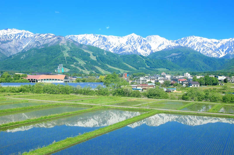 【滋賀県内発】 標高約1800ｍ！白馬山麓みずばしょうウォークと信州さくらんぼ狩り食べ放題２日間3