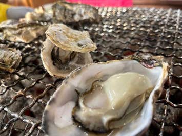 【バスハイク／福岡発(博多・天神)／糸島牡蠣小屋】 福岡冬のイチオシ!! 炭火焼きが旨い牡蠣小屋!! 糸島かき小屋満喫と伊都きんぐと今しか見れない社殿太宰府天満宮 ■牡蠣大盛ど～んと１,２キロ＋サザエ1個・ホタテ2枚・牡蠣飯・牡蠣汁 ■生ビール缶　■梅ケ枝餅　■伊都きんぐちょっぴりプレゼント