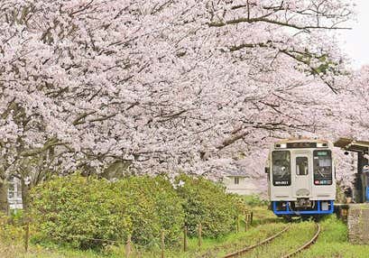松浦鉄道お花見列車と馬場の山桜と円応寺桜トンネルと佐賀牛vs伊万里牛食べ比べ