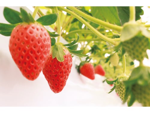 【名古屋発】辻口パティシエの苺園で苺狩り食べ放題＆有名お菓子店＆アウトレットパーク滋賀竜王1