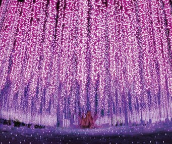 【京成船橋発】500万球の輝き あしかがフラワーパーク「光の花の庭」といちごの里でランチビュッフェ♪<コースNo.25-1084-A>(京成トラベル)