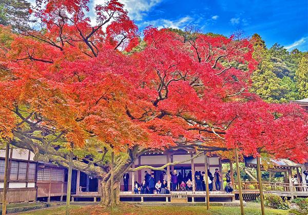 環境芸術の森と雷山千如寺と海の紅葉シチメンソウとおんくり唐津山海味覚ランチ3