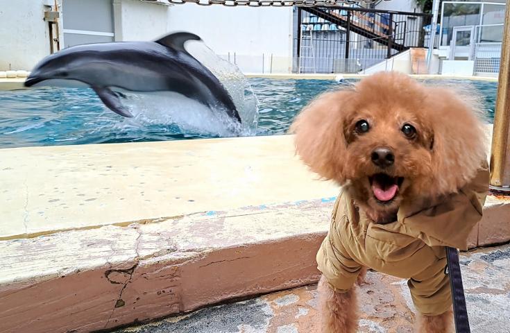 【愛犬同伴プラン】(1/31)大リニューアル!!修善寺虹の郷『イルミtheナイト』鑑賞＆伊豆・三津シーパラダイスでイルカショーや海の生き物を見学する日帰りvipわんツアー！2