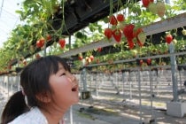 ★ＷＥＢ予約で５００円引き★【春日井車庫・小牧発】＊日帰り昼食付＊『焼津　寿司食べ放題とジャパンベリーdeいちご狩り』2
