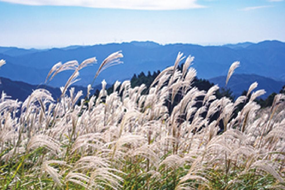 ＜和歌山＞標高870mに広がるススキの生石（おいし）高原ウォークと有田みかん狩り食べ放題【垂水･名谷･三宮出発】1