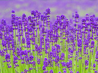 ＜ひとり旅＞『45日間の期間限定オープン！ 白山高山植物園 彩り豊かな7つの花名所と幻想的なホタルの光に癒されて… 2日間』