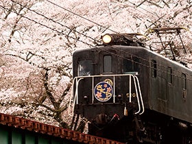 春爛漫！桜の大井川鐵道とKADODE OOIGAWA1