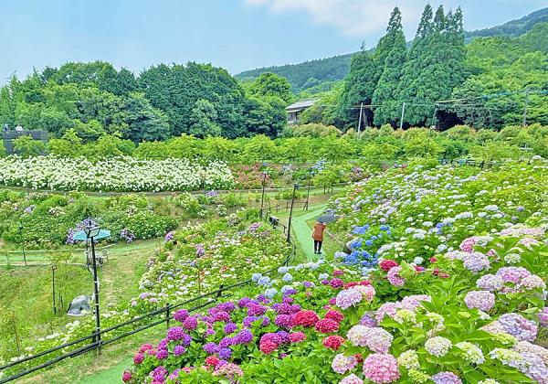 【福岡地区発着】八面山あじさい園と神楽女湖花しょうぶと別府おにやまホテル湯けむりランチバイキング1