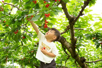 【大崎・石巻・県北エリア発】 読売旅行仙台開設６０周年記念　スイーツ＆銘菓＆地酒もあるよ！山形初物さくらんぼ狩りと期間限定ランチバイキング（日帰り）