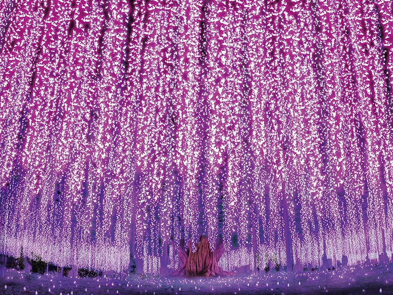 日本三大イルミネーション「あしかがフラワーパーク」光の花の庭鑑賞＆ブランド とちあいかとスカイベリーいちご狩り30分食べ比べ＆銘菓「みかもの月」詰め放題1