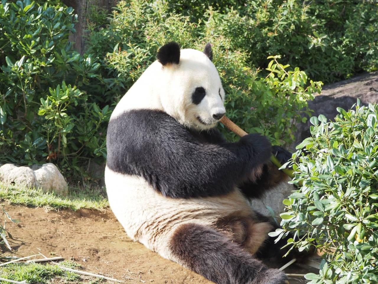 東京ディズニーリゾート®と東京2大タワー＆パンダの上野動物園　わくわく！お正月3日間【新大阪駅・京都駅発】3