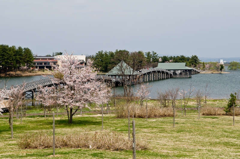 【苫小牧西港発】 春爛漫！桜舞う弘前城・芦野公園・鶴の舞橋と津軽鉄道に乗車（3日間）3