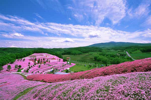 【栃木県内発】 北海道ぐるり周遊４日間　感動の１５景めぐり（十勝・摩周湖・硫黄山・知床・網走・旭山動物園・富良野・美瑛・小樽）と阿寒湖・層雲峡・定山渓温泉2