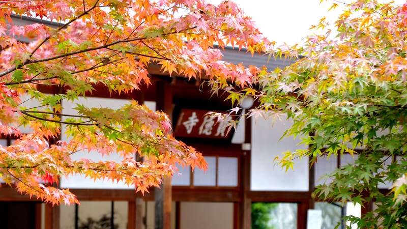 【栃木県内発】 ～秋の映え紅葉絶景めぐり～「宝徳寺」床もみじ特別公開と 清流に映えるもみじの嵐山渓谷2