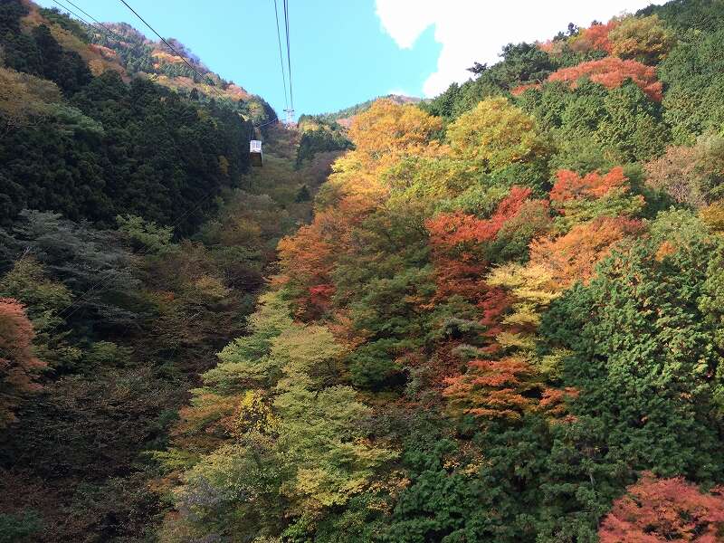 【高知県内発】 石鎚山ロープウェイで空中散歩とよしうみバラ公園 日帰り1