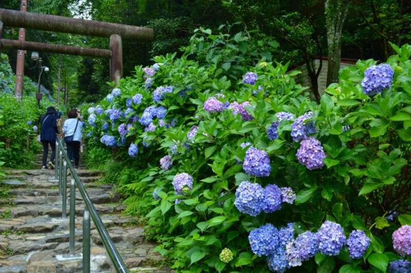 【県東・県北エリア発】 ハウス栽培高級シャインマスカット狩りと太平山あじさい坂 地元の新鮮野菜＆スイーツ！果実畑の隠れ家ビュッフェいちご一会　日帰り3