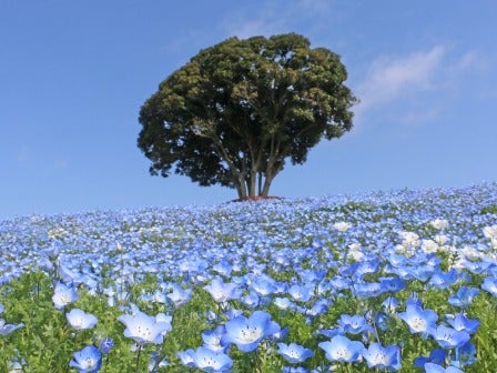 【横浜発】鴨川シーワールド＆マザー牧場3