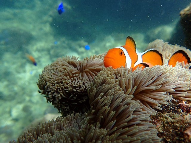 ■【PM出発/青の洞窟シュノーケリング＆洞窟探検付】石垣島の美しく透き通った海を全身で感じる半日シュノーケリング体験プラン！石垣島・竹富島・西表島ホテルチョイスプラン4泊5日3