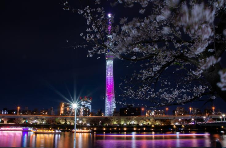 夜桜deナイト☆TOKYOお花見バス☆オープントップバスで桜の名所をハイライトで巡る車窓観光ショートトリップ！(17:50出発)1