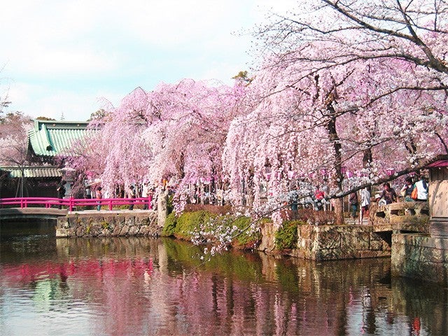 ■【静岡】三島名物「うな重」×優美に舞う桜は圧巻！三嶋大社「桜鑑賞 」＆いちご狩りのスペシャルコラボ♪2