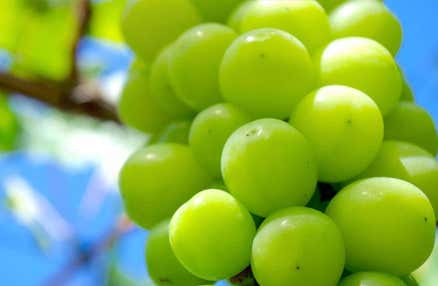 【早割30】[横浜発]上品な甘みが特徴の「シャインマスカット狩り食べ放題」と牡蠣も含んだ「海鮮浜焼き」食べ放題！「三島スカイウォーク」スカイガーデン等、山梨＆静岡縦断の旅！