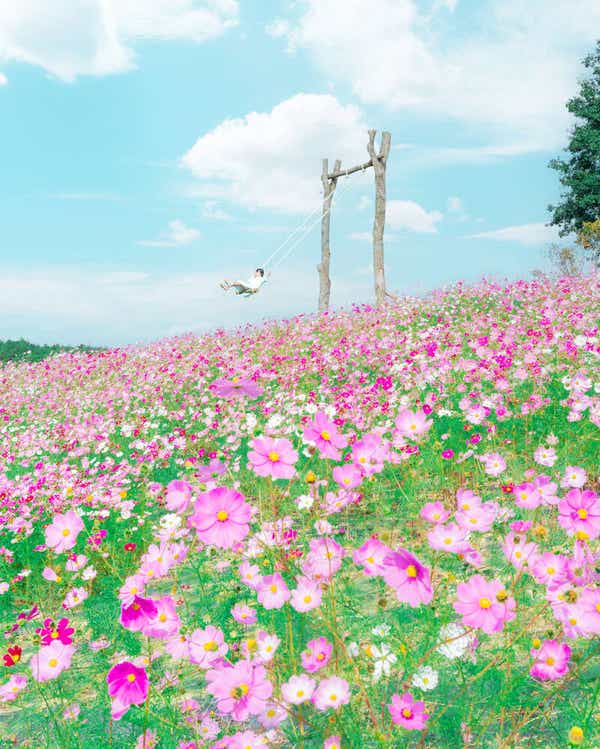 【防府・新山口発】秋の世羅　絶景花絨毯♡500万本のコスモス&10色のカラフルガーデンと松きのこ狩り体験収穫祭 日帰り2