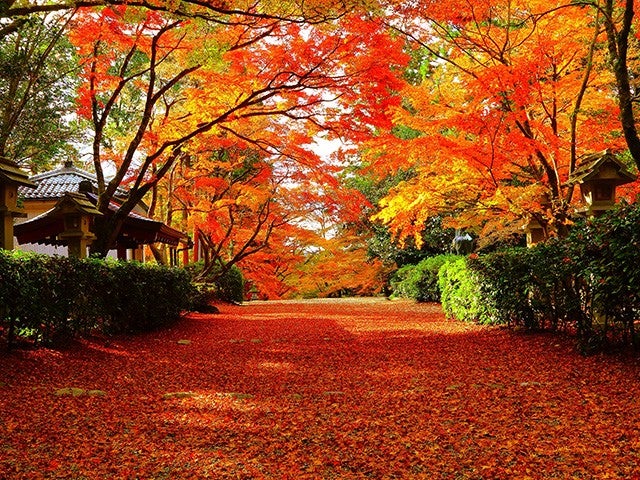 ■【岐阜県・滋賀県】≪秋の特別公開≫まるで絵画！？真っ赤な紅葉の絨毯「教林坊」と知る人ぞ知る紅葉の聖地「胡宮神社」へ&近江牛と松茸の秋限定鉄板焼ランチ★ラ・コリーナ近江八幡でお買い物♪2
