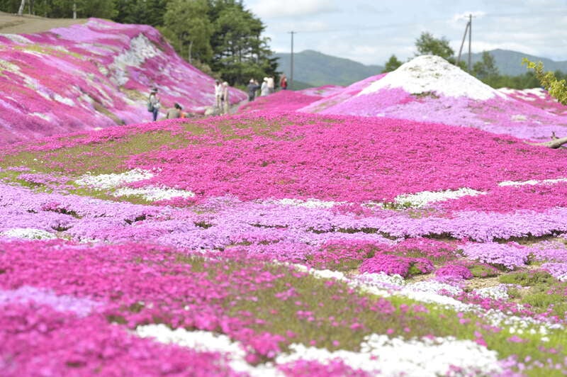 【関西空港発着】美しき春彩の北海道～羊蹄山麓芝桜ピンク絨毯と積丹ブルー神威岬・島武意海岸～３日間2