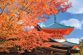 高野山 案内人とめぐる金剛峯寺・奥之院1