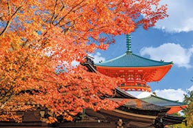 高野山 案内人とめぐる金剛峯寺・奥之院