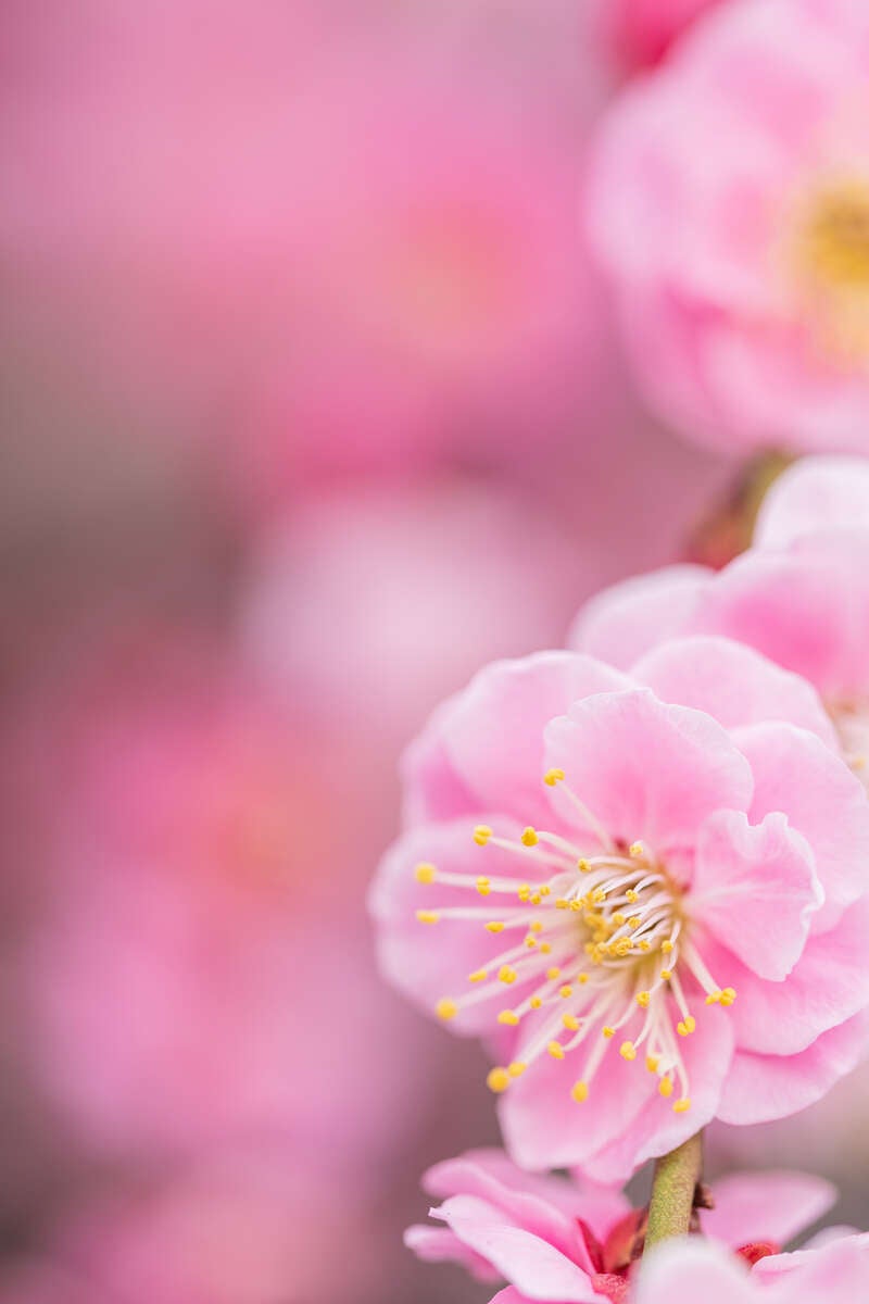 【防府・新山口発】大人のときめきバレンタインミステリーツアー　日帰り3