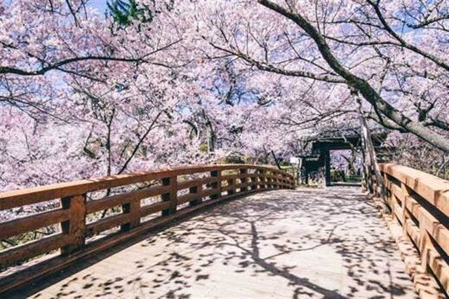 ■岐阜・名古屋発春爛漫日本三大桜の名所・高遠城址公園さくら祭りへ行く日帰りバスツアー春のメニュー牛すき焼き鍋と旬の筍ご飯のランチ付き！散歩や食を楽しめるおしゃれスポットくらすわの森へも立ち寄ります2