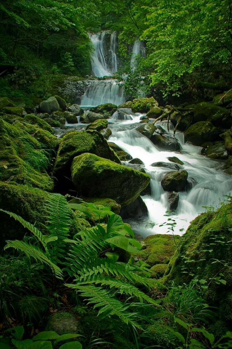 【京滋エリア発】 アルプス避暑紀行～花ガイドとめぐる駒ヶ岳千畳敷カールと神秘の森『油木美林』２日間3