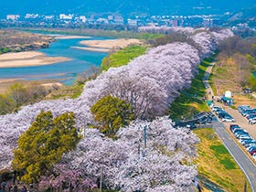 明石　名谷　三宮発
№1832 背割堤の桜と魚三楼の花籠御膳