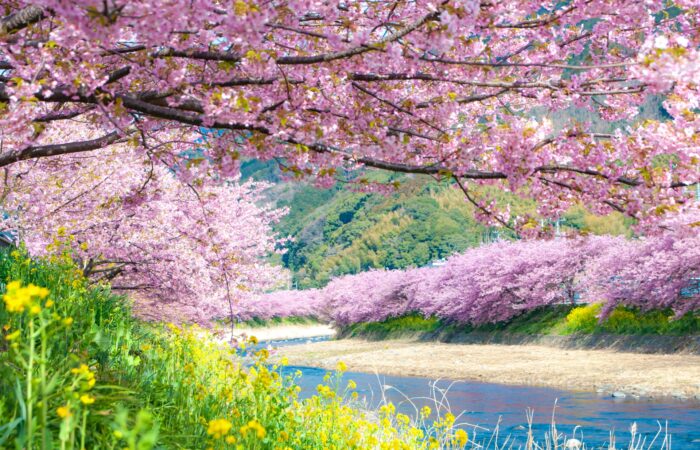 ★2/16　2/24　2/26　3/3 催行決定★【横浜発】河津桜と菜の花 早春爛漫！本場の河津桜と菜の花のコントラストたっぷり180分鑑賞【駿河産食材のお弁当付き】1