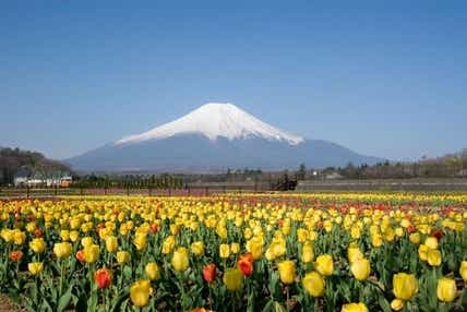 【滋賀県内発】 花薫る富嶽の感動!富士山眺望春めぐり2日間
