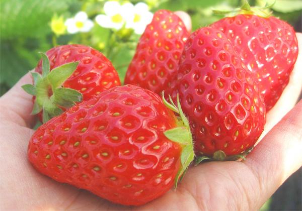 早春のくまもと【肉】と【苺】食べ尽くし祭2